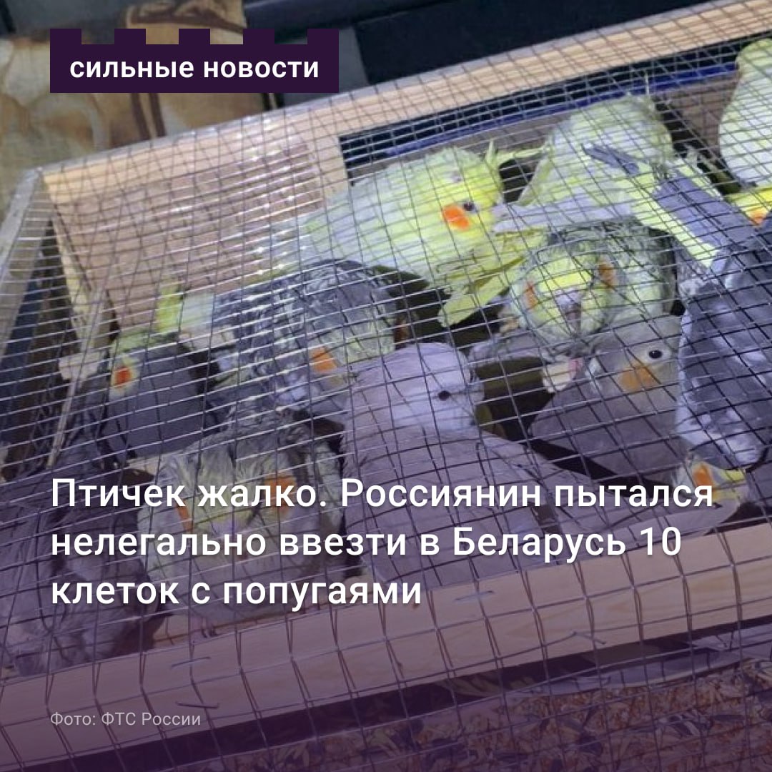 Клетка россия 1. Документы на попугая. Кот съел попугая. 10 Клеток с попугаями новости.