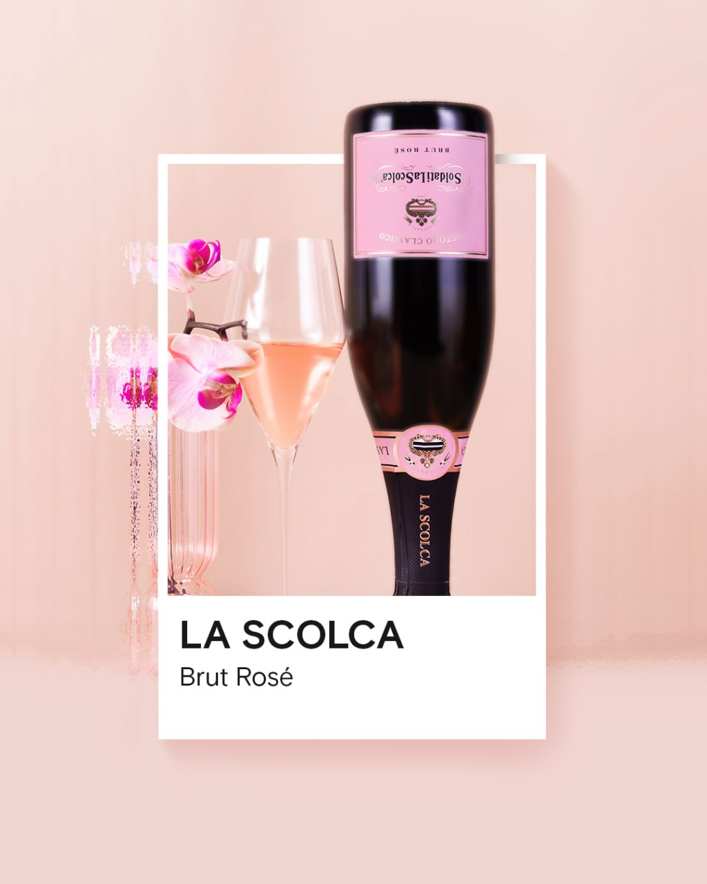 La scolca rose