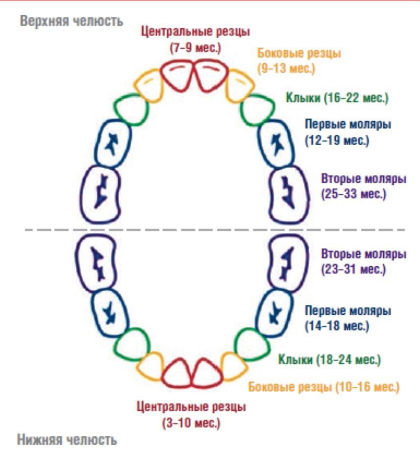 Последовательность Зубов У Детей Фото