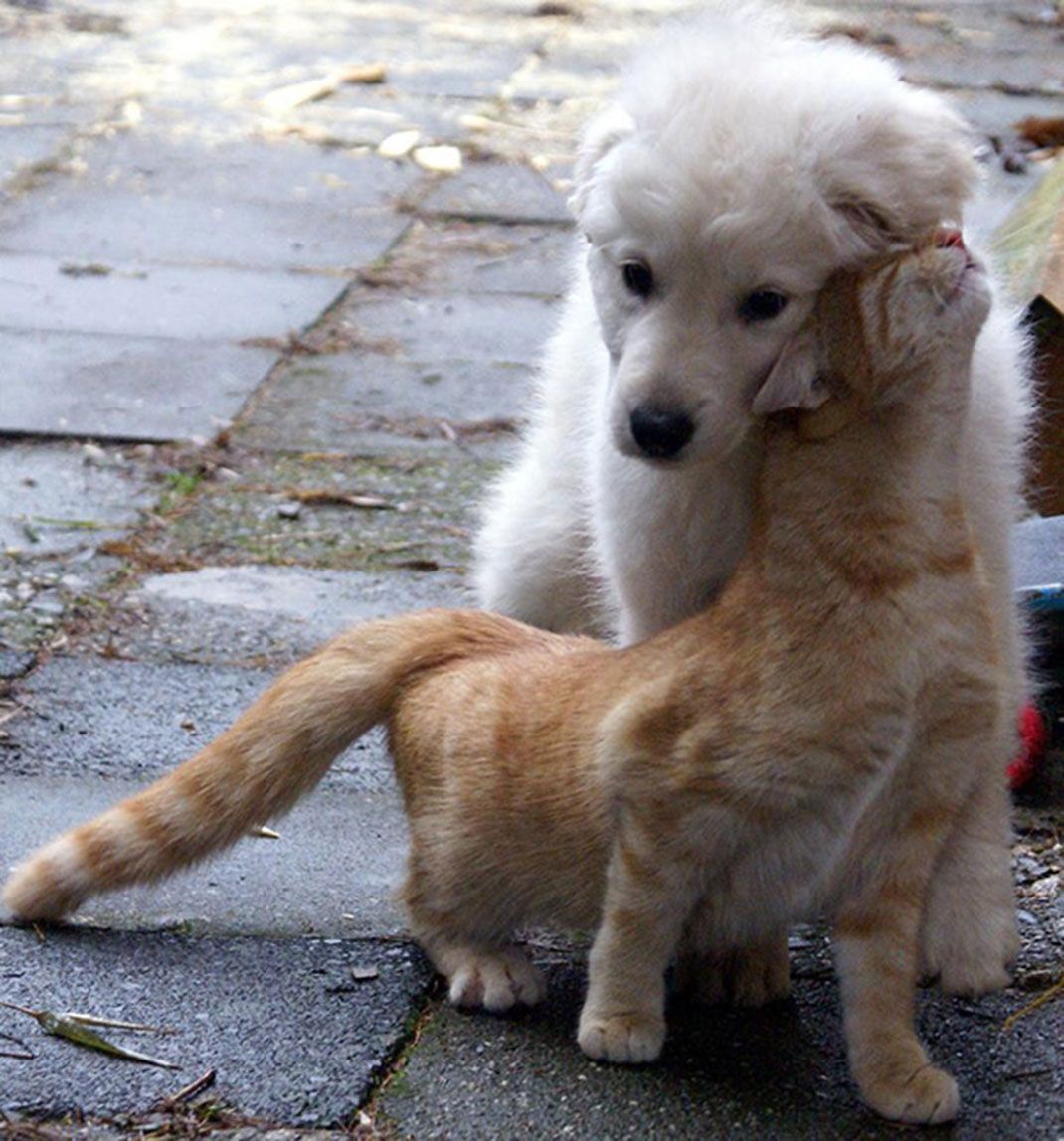 Фото хочется. Кошки и собаки. Собака с кошкой дружат. Дружба животных. Дружба кошки и собаки.