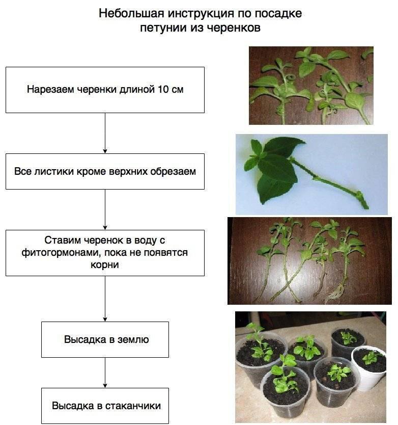 Купить Черенки Вегетативной Петунии В Воронеже