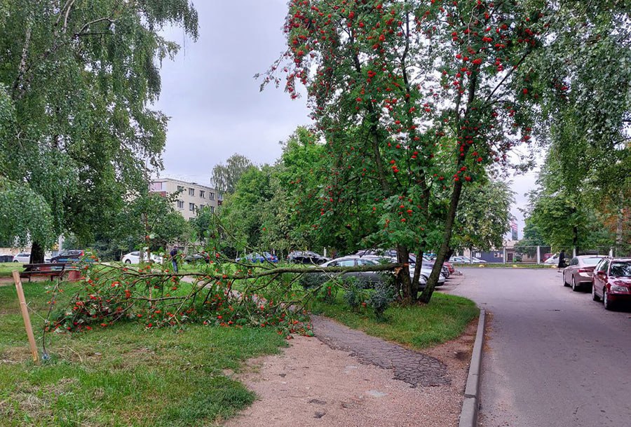 Дерева минск. Бульвар по улице Дуки. Улица к Шовхалова.