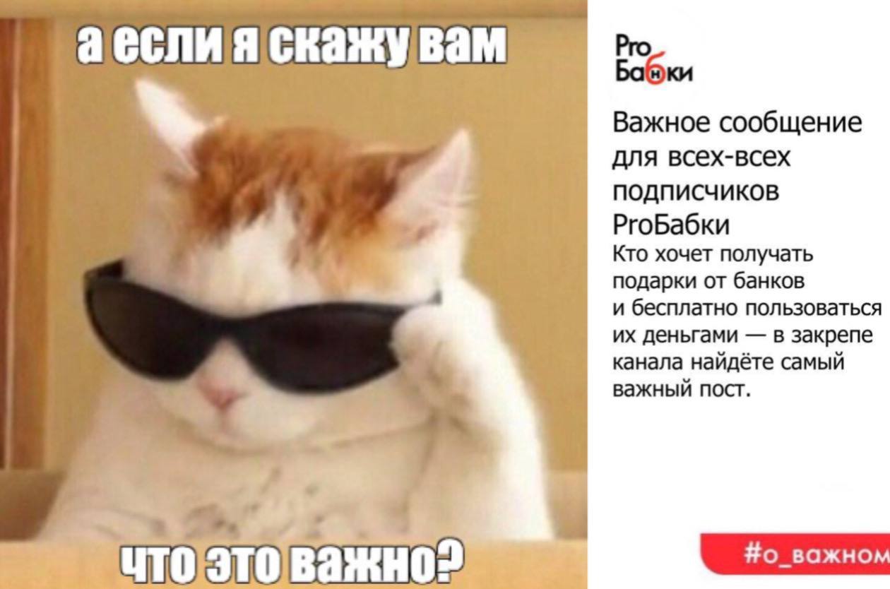 Кот в очках мем