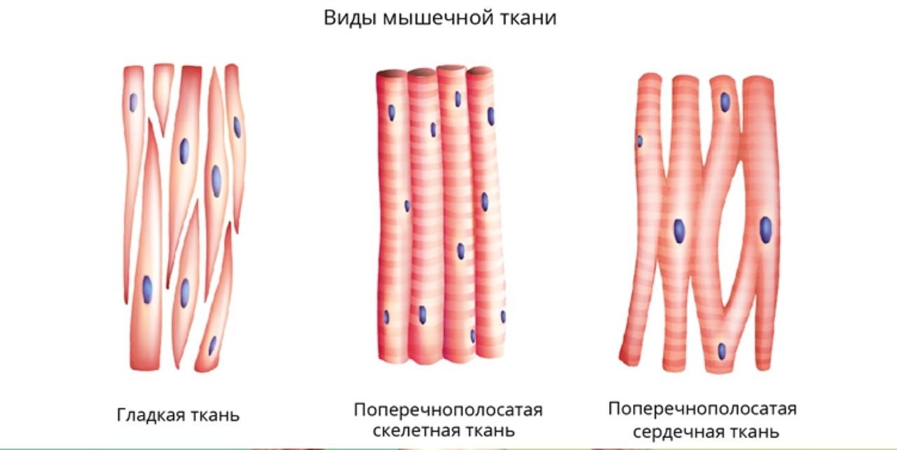 Поперечно полосатые мышечные волокна входят в состав стенок