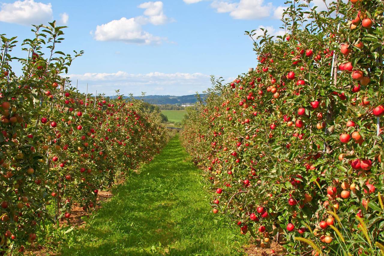 Apple garden ул кирова 98 фото