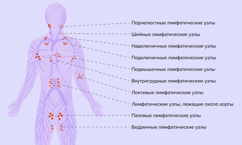 Причины болей лимфоузлов. Лимфоузлы у человека. Основные лимфатические узлы. Основные группы лимфатических узлов. Надключичные лимфатические узлы.