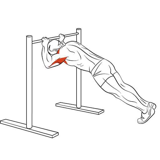 Отжимания от стула обратным хватом какие мышцы работают