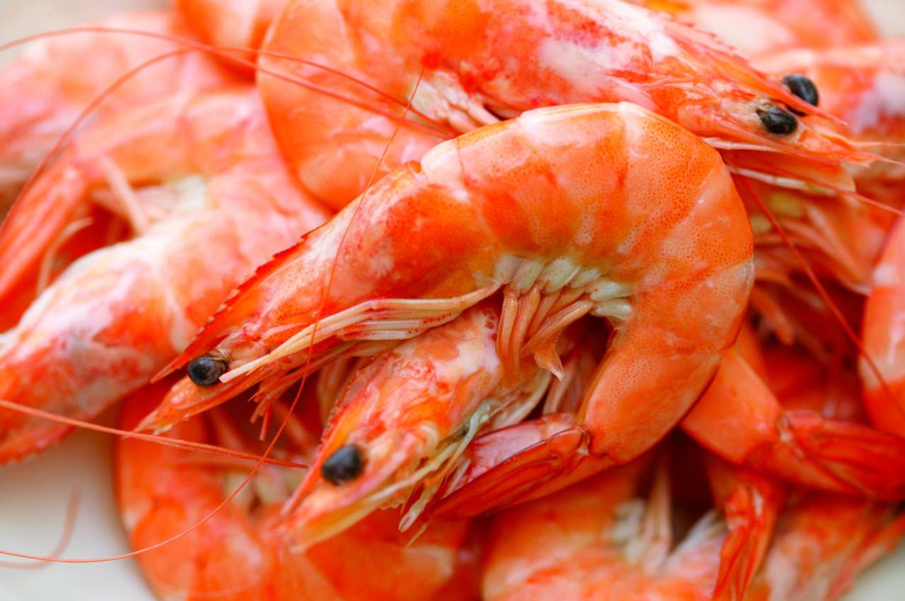 королевские тигровые креветки. королевские креветки. королевские креветки 90120. тепловодные креветки. креветка скампия.