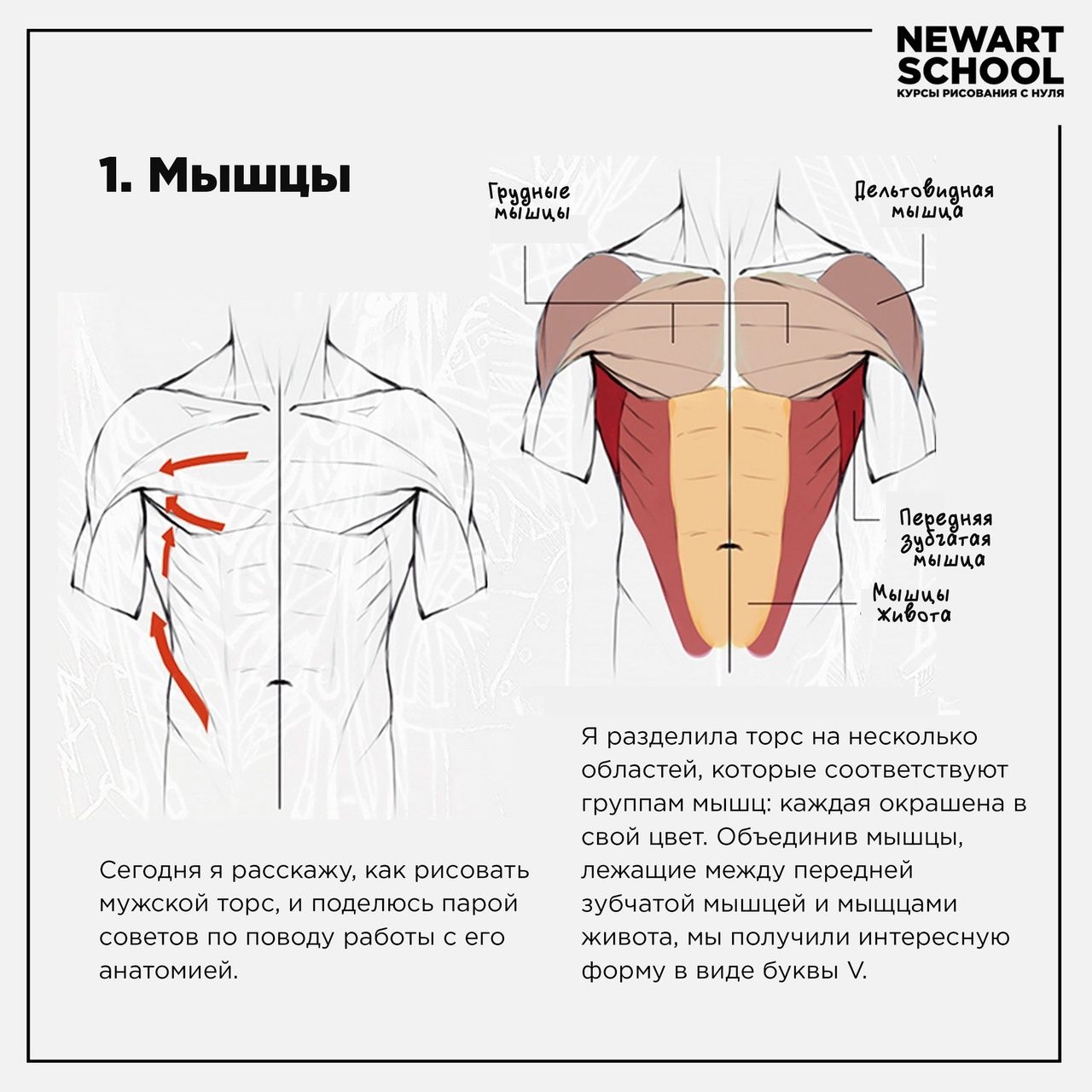 как вы рисовать мужскую грудь фото 61