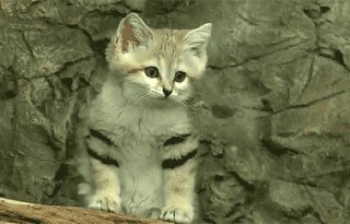 Telegram channel Funny Cats Gifs — @FunnyCatsGifs — TGStat